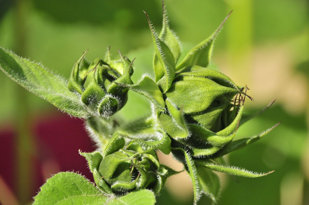 Budding buddies...Sunflowers grow in bunches, who knew?