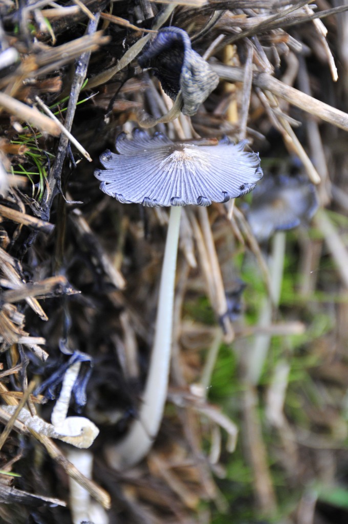 Random mushrooms growing on hay