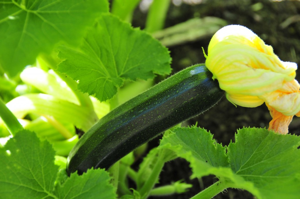 Or zucchini rather