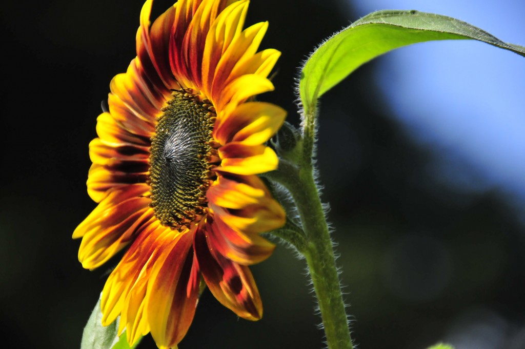 One of our very own homegrown sunflowers