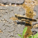 Grasshopper