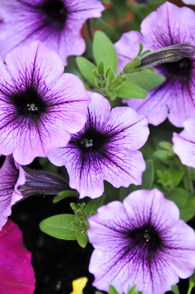 Purpley Bits