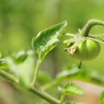 The first of the Black Krim tomatoes.