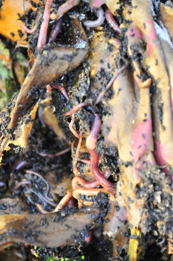 Compost Worms