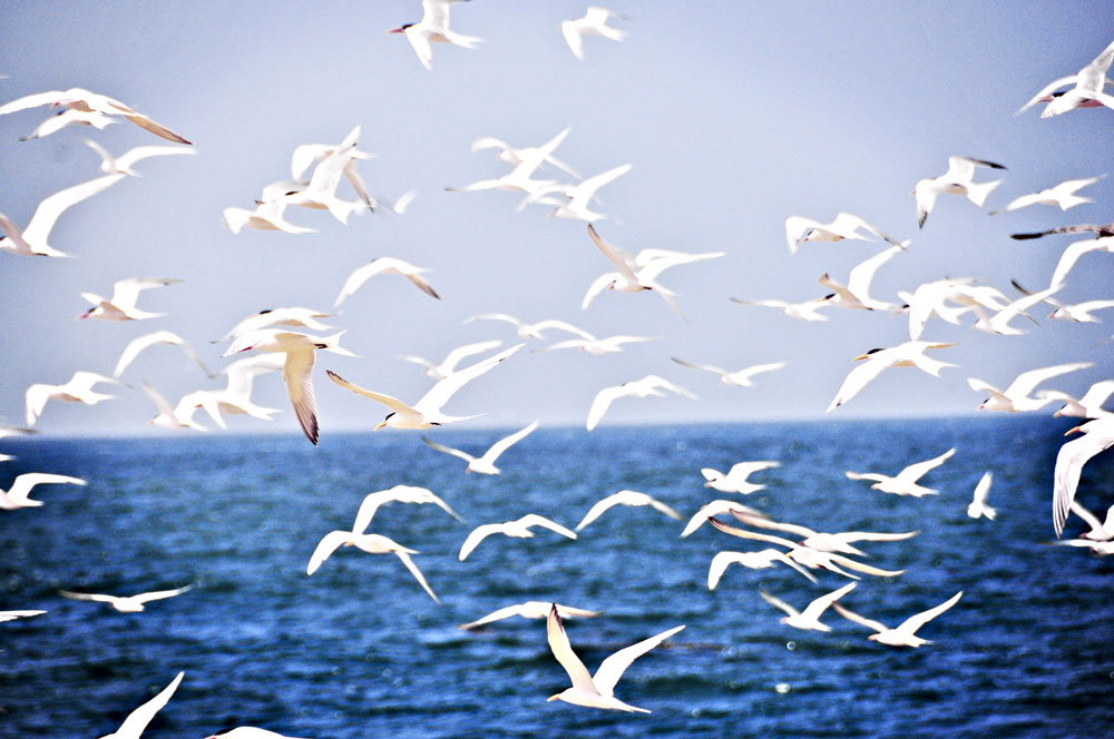 Taking Flight—Gulls in Newport