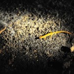 Salamander of a Different Color