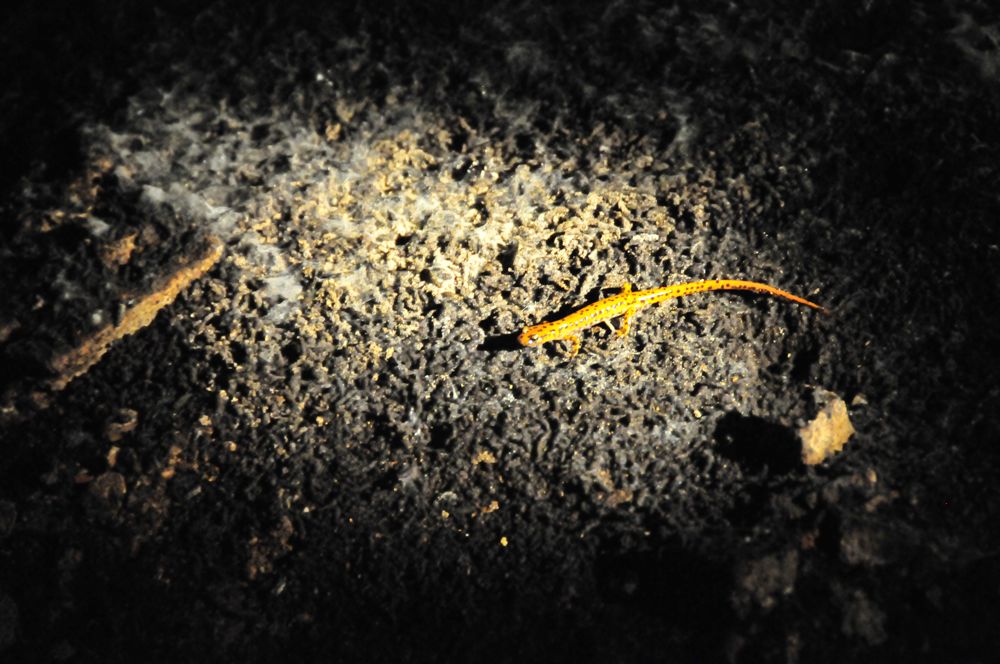 Salamander of a Different Color