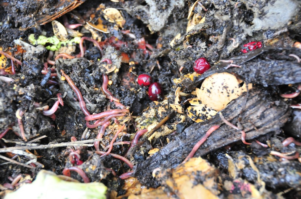 Worms amidst cranberries...dating this layer of the pile to around Christmas.  Very scientific.
