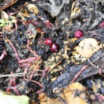 Worms and Cranberries
